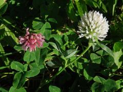 Jetel luční (Trifolium pratense L.) s květy bílé barvy (5b)