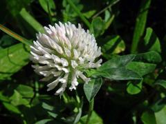 Jetel luční (Trifolium pratense L.) s květy bílé barvy (5c)