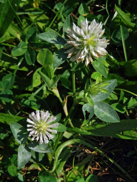 Jetel luční (Trifolium pratense L.) s květy bílé barvy (6a)