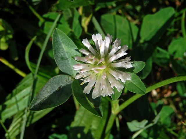 Jetel luční (Trifolium pratense L.) s květy bílé barvy (6b)