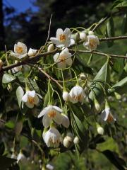 Styrač (Styrax L.)