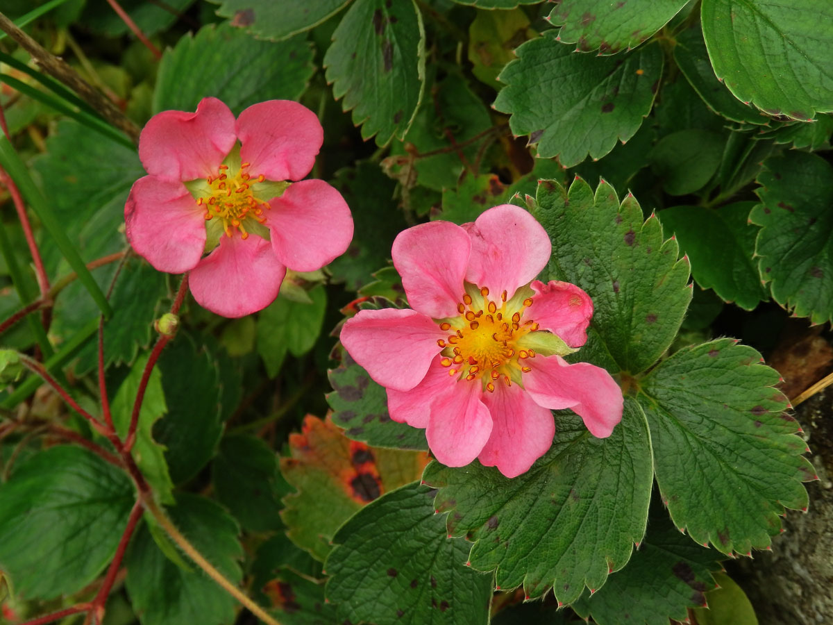 Jahodník (Fragaria), osmičetný květ (1a)