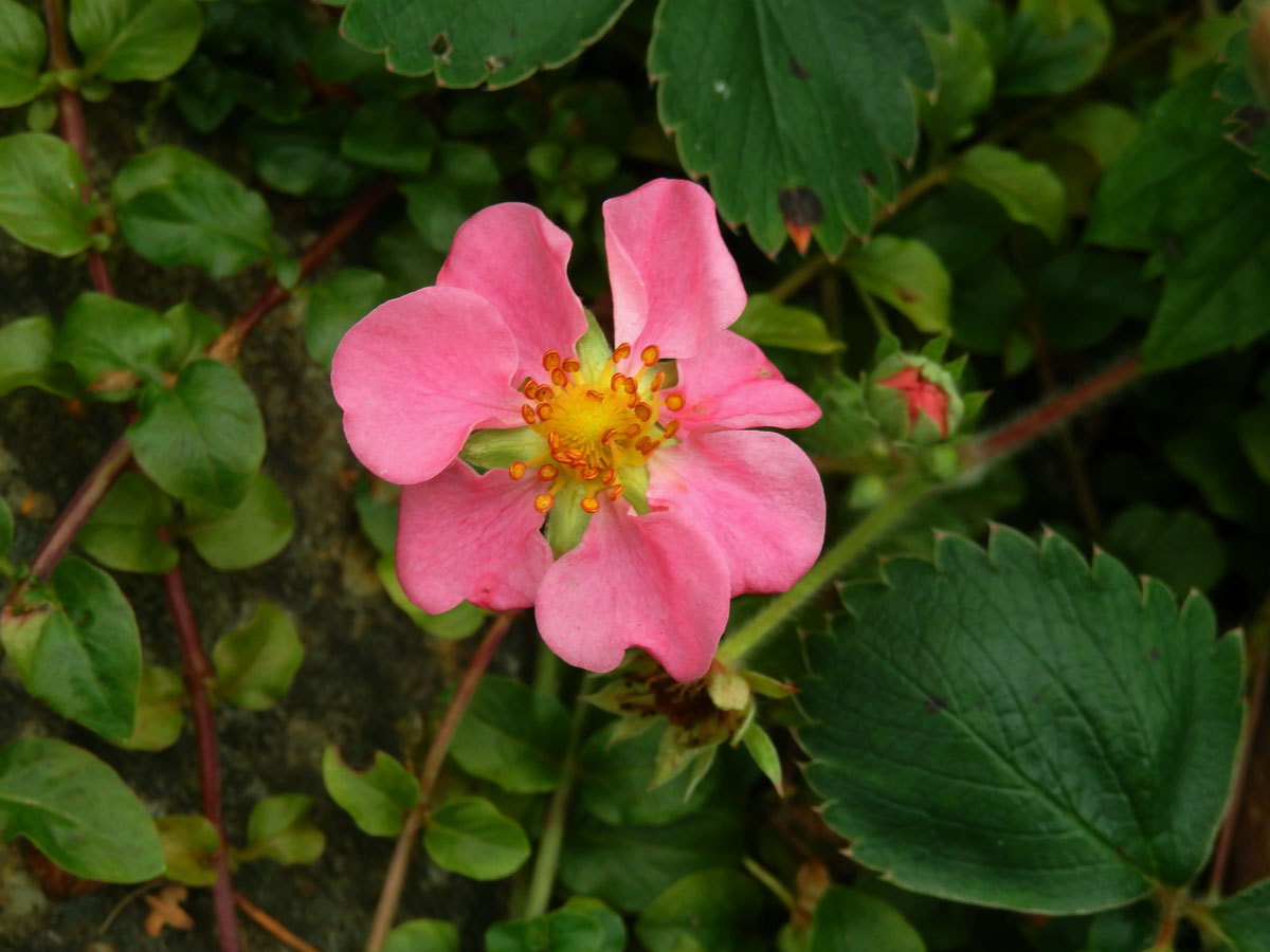 Jahodník (Fragaria), sedmičetný květ (2)