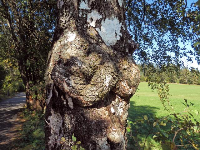 Nádor na bříze bělokoré (Betula pendula Roth) (86)