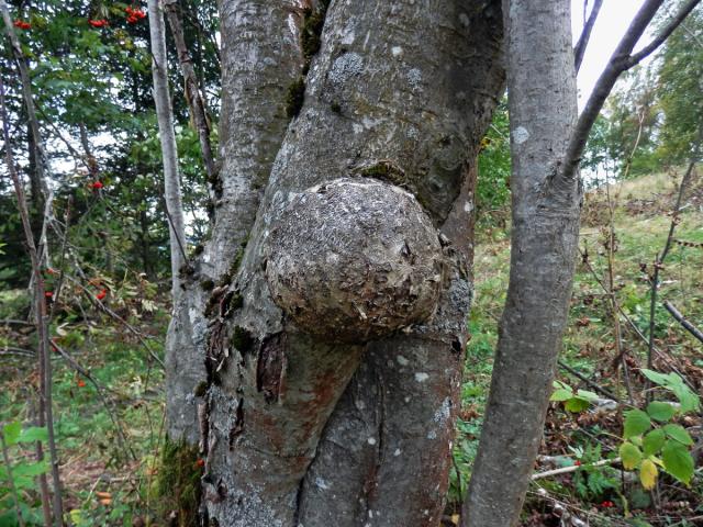 Jeřáb ptačí (Sorbus ancuparia L.) s nádorem na kmeni (4a)