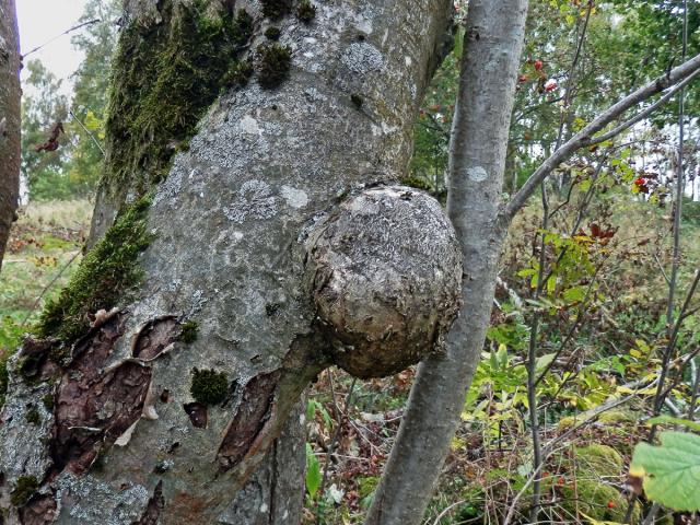 Jeřáb ptačí (Sorbus ancuparia L.) s nádorem na kmeni (4b)