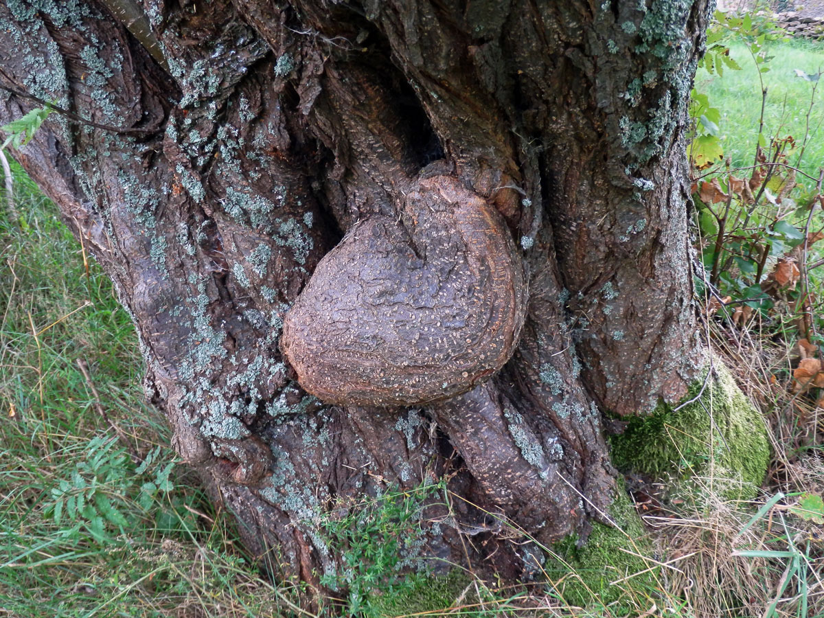 Slivoň obecná (Prunus insititia L.) (64) s nádorem na kmeni