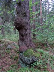 Smrk ztepilý (Picea abies (L.) Karsten) (27a) s nádorem na kmeni