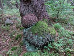 Smrk ztepilý (Picea abies (L.) Karsten) (27b) s nádorem na kmeni