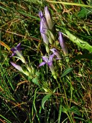 Hořeček mnohotvarý (Gentianella praecox (A. Kern. et Jos. Kern.) E. Mayer)