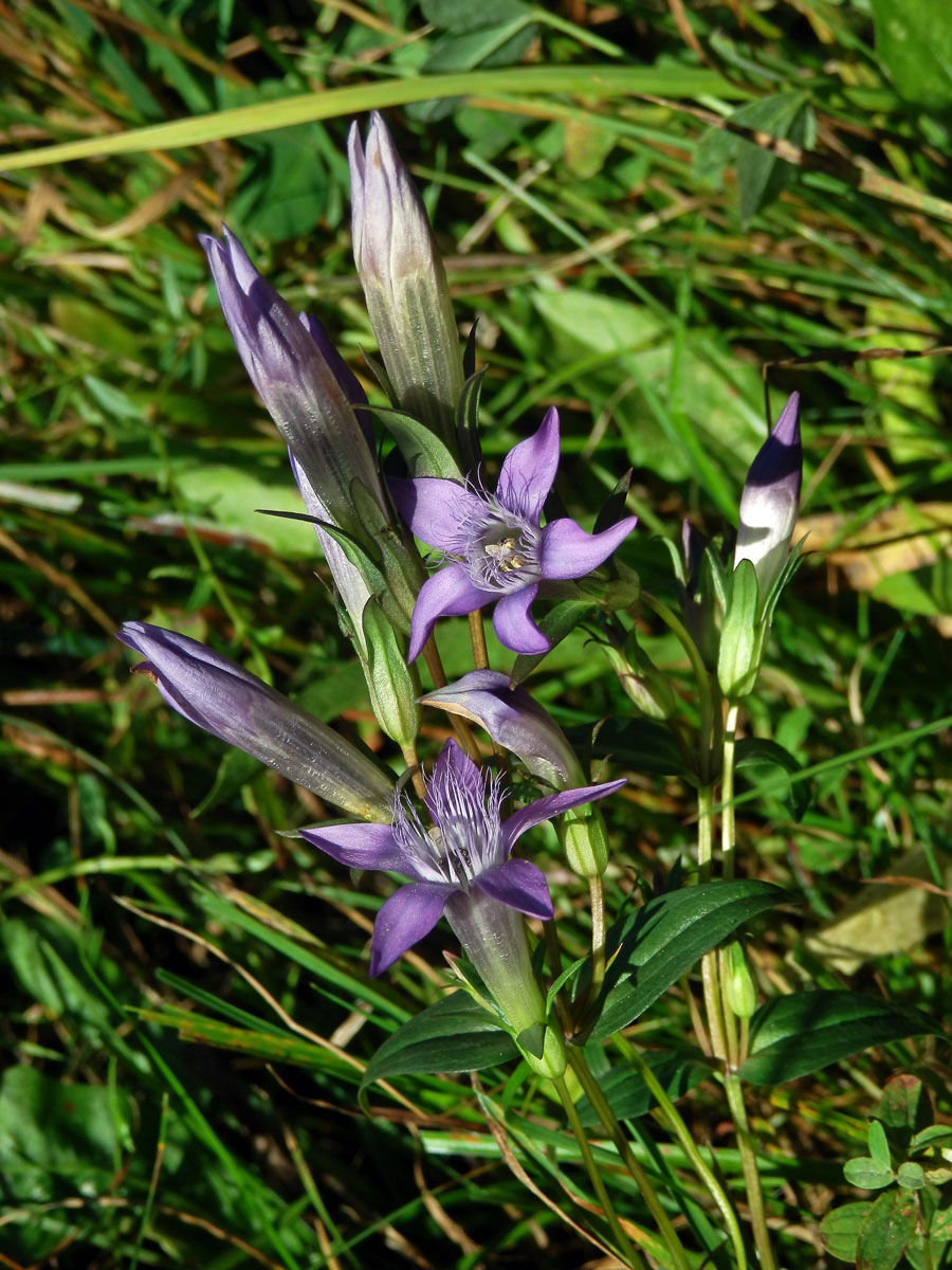 Hořeček mnohotvarý (Gentianella praecox (A. Kern. et Jos. Kern.) E. Mayer)