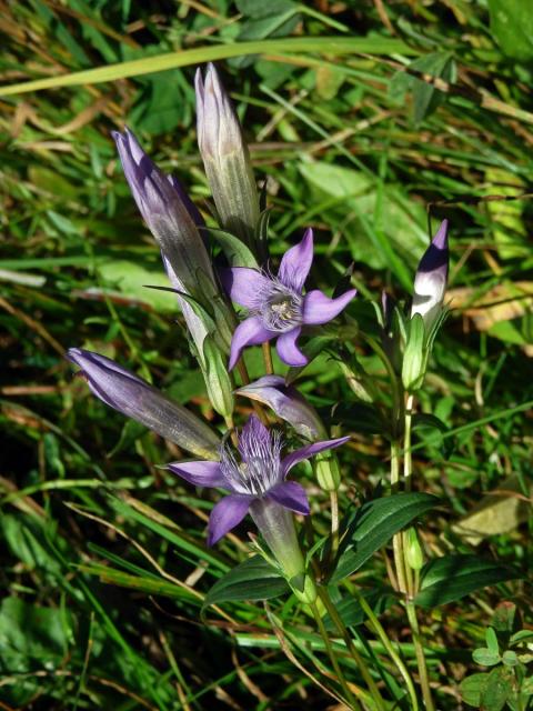 Hořeček mnohotvarý (Gentianella praecox (A. Kern. et Jos. Kern.) E. Mayer)