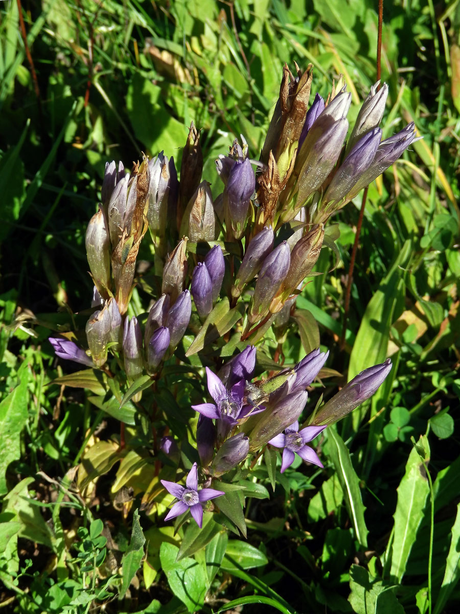 Hořeček mnohotvarý (Gentianella praecox (A. Kern. et Jos. Kern.) E. Mayer)