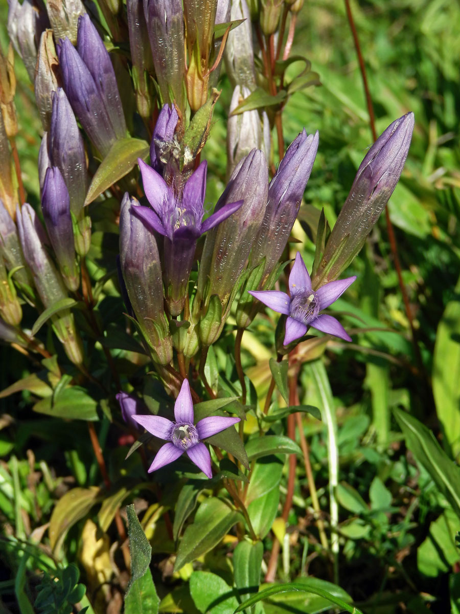 Hořeček mnohotvarý (Gentianella praecox (A. Kern. et Jos. Kern.) E. Mayer)