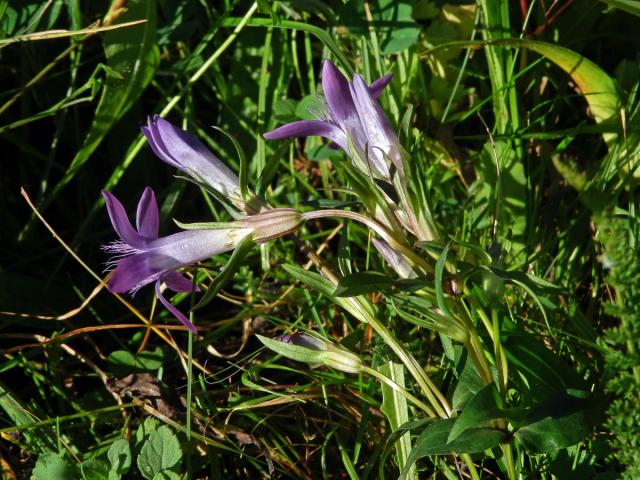 Hořeček mnohotvarý (Gentianella praecox (A. Kern. et Jos. Kern.) E. Mayer)