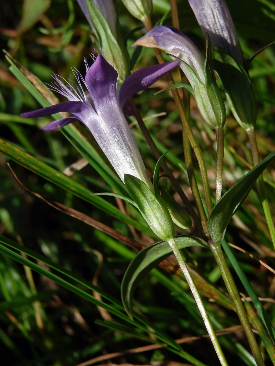 Hořeček mnohotvarý (Gentianella praecox (A. Kern. et Jos. Kern.) E. Mayer)