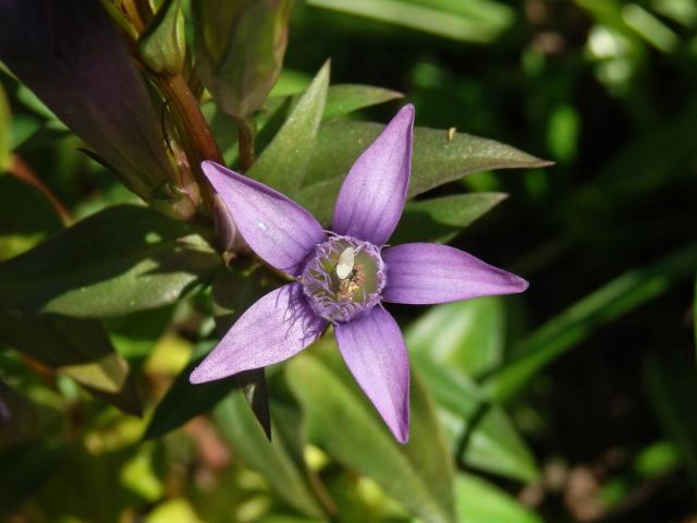 Hořeček mnohotvarý (Gentianella praecox (A. Kern. et Jos. Kern.) E. Mayer)