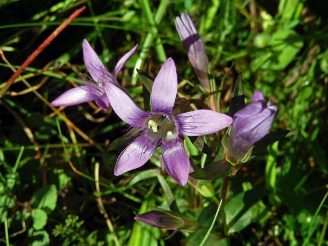 Hořeček mnohotvarý (Gentianella praecox (A. Kern. et Jos. Kern.) E. Mayer)