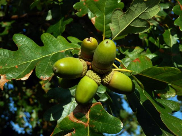 Dub mnohoplodý (Quercus polycarpa Schur)