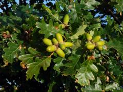 Dub mnohoplodý (Quercus polycarpa Schur)