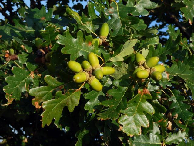 Dub mnohoplodý (Quercus polycarpa Schur)