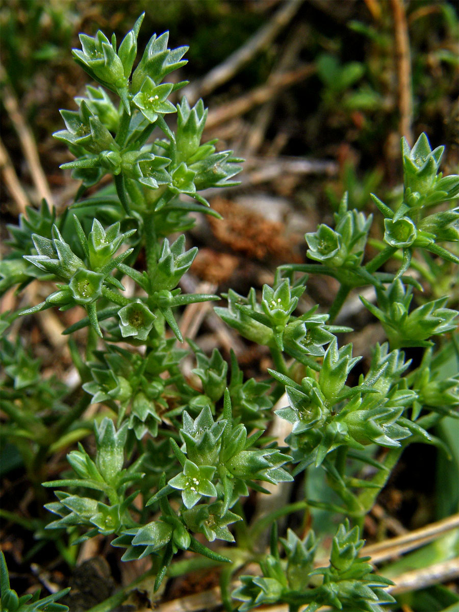 Chmerek roční (Scleranthus annuus L.)