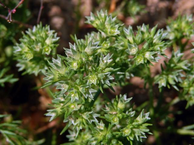 Chmerek roční (Scleranthus annuus L.)