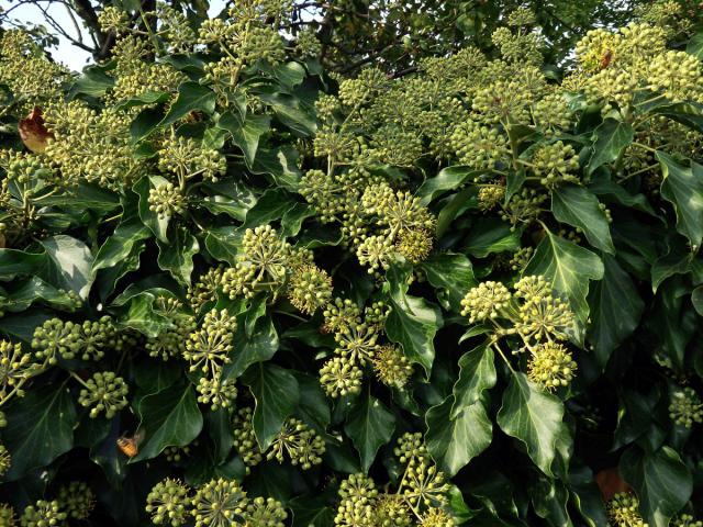 Břečťan popínavý (Hedera helix L.)