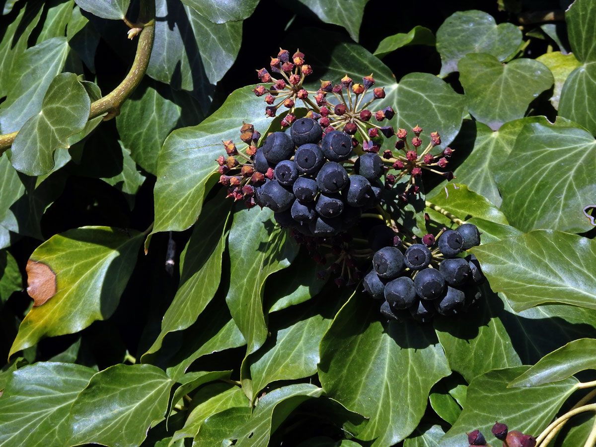 Břečťan popínavý (Hedera helix L.)