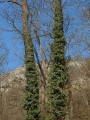 Břečťan popínavý (Hedera helix L.)