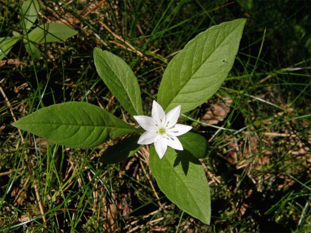 Sedmikvítek evropský (Trientalis europaea L.)