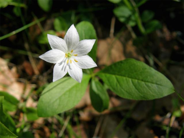 Sedmikvítek evropský (Trientalis europaea L.)