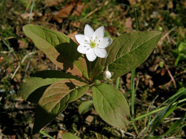 Sedmikvítek evropský (Trientalis europaea L.)