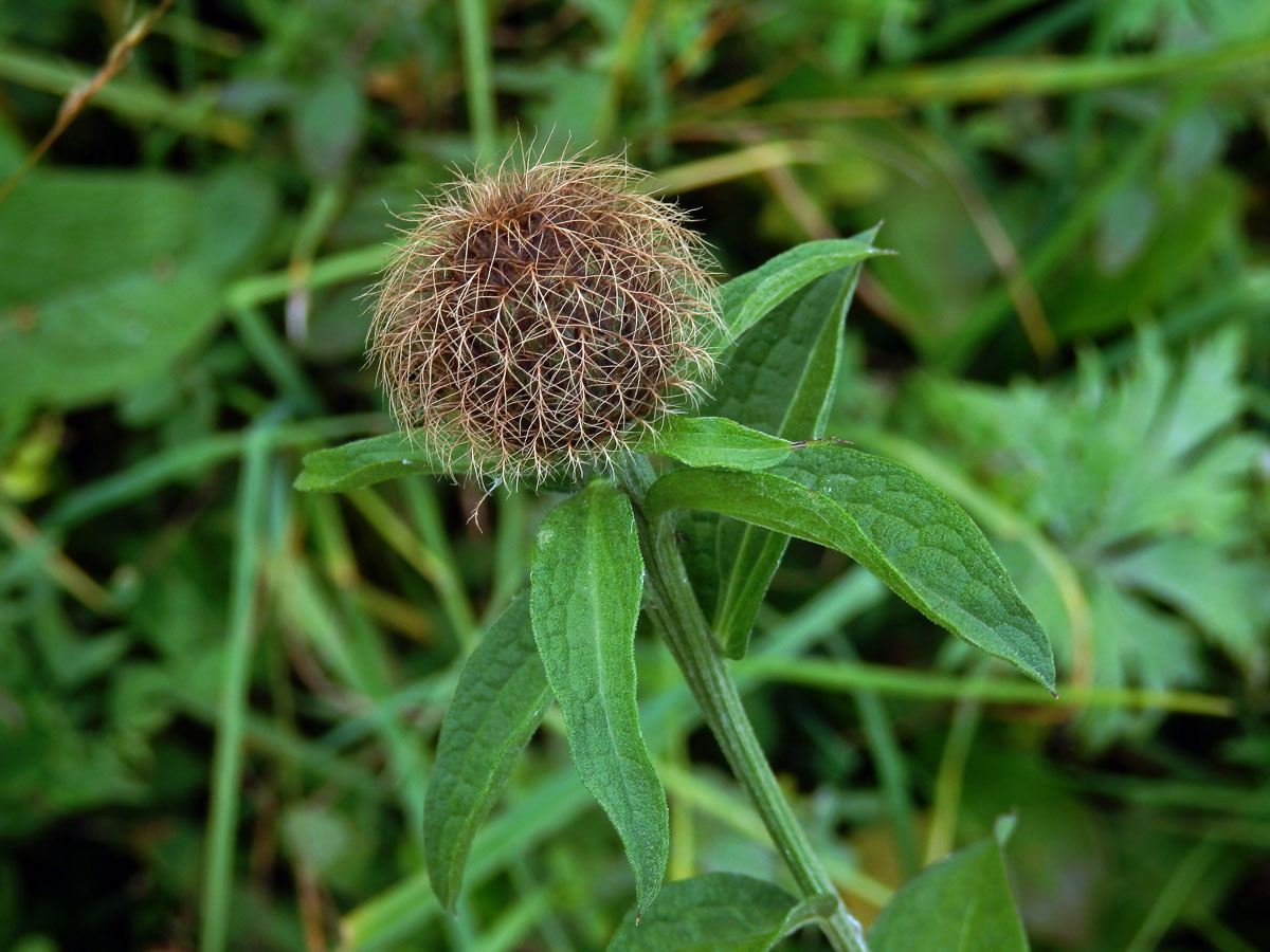 Chrpa parukářka (Centaurea pseudophrygia C. A. Meyer)