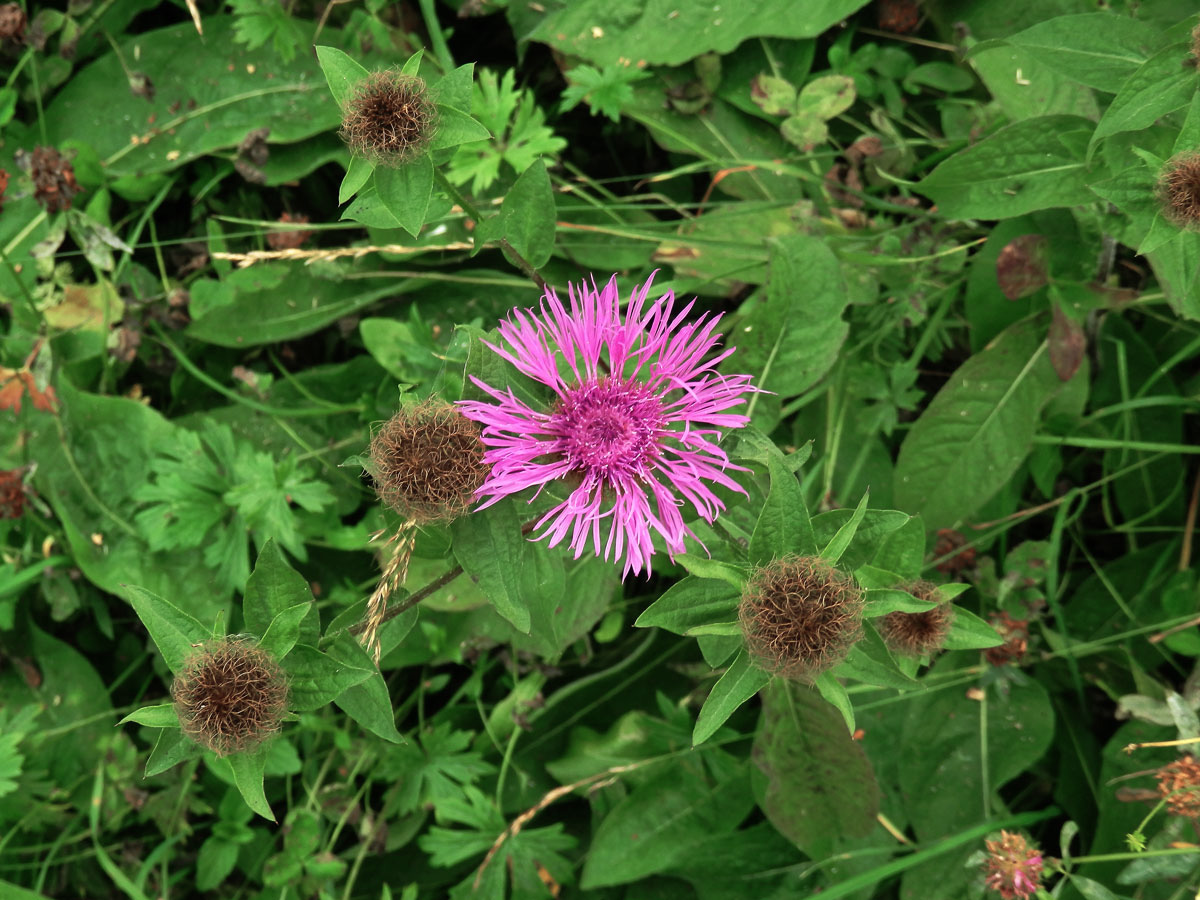 Chrpa parukářka (Centaurea pseudophrygia C. A. Meyer)