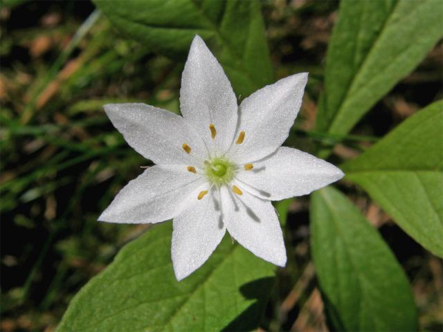 Sedmikvítek evropský (Trientalis europaea L.)