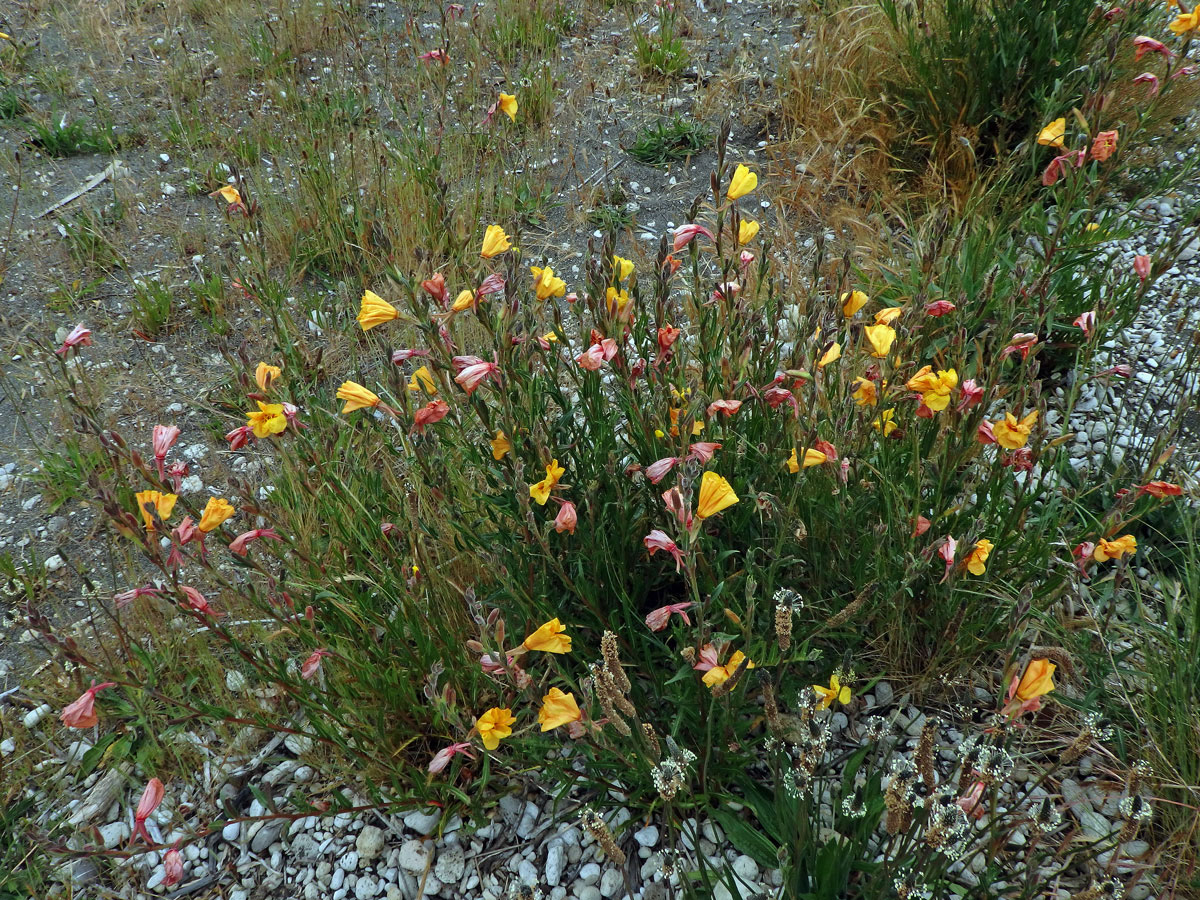 Pupalka tuhá (Oenothera stricta Ledeb. ex Link)