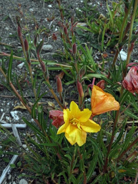 Pupalka tuhá (Oenothera stricta Ledeb. ex Link)