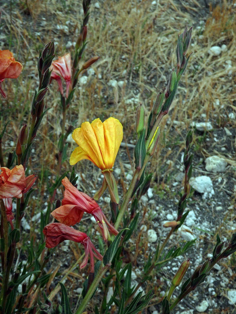 Pupalka tuhá (Oenothera stricta Ledeb. ex Link)