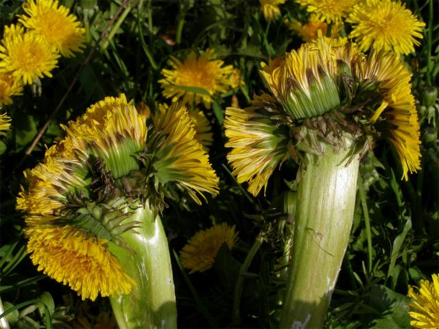 Smetánka lékařská (Teraxacum officinale L.) - fasciace stonku (3)