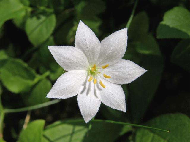 Sedmikvítek evropský (Trientalis europaea L.)