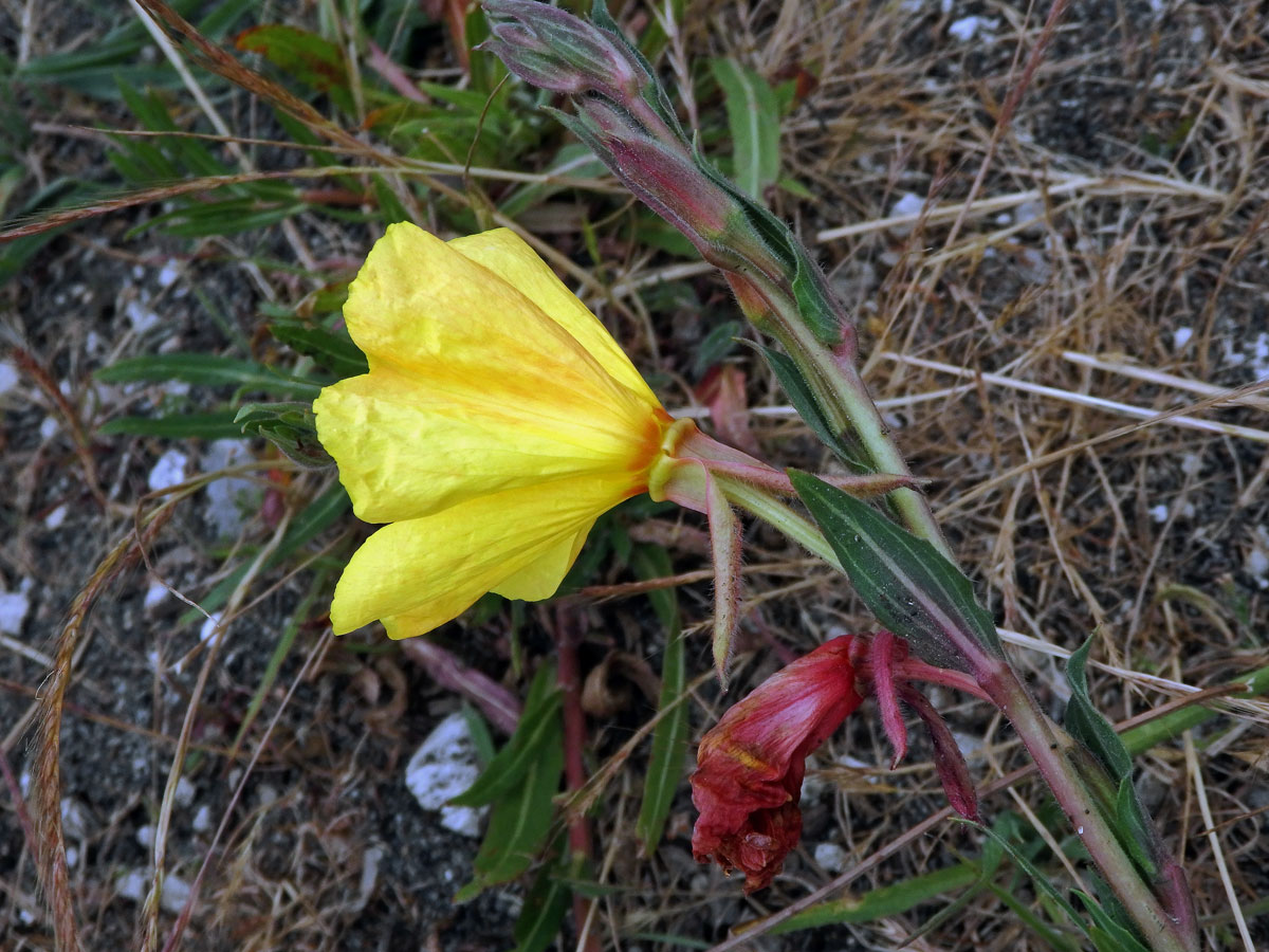 Pupalka tuhá (Oenothera stricta Ledeb. ex Link)