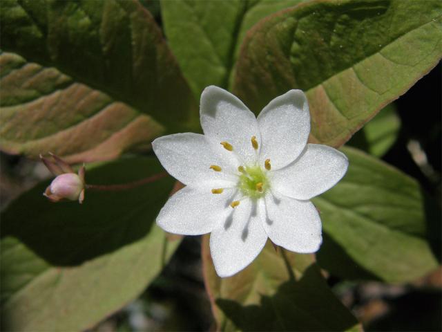 Sedmikvítek evropský (Trientalis europaea L.)