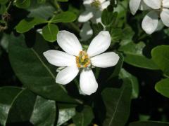 Choisya ternata Kunth - šestičetný květ