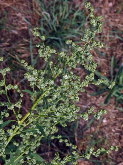 Merlík bílý stopečkatý (Chenopodium album subsp. pedunculare (Bertol.) Arcang