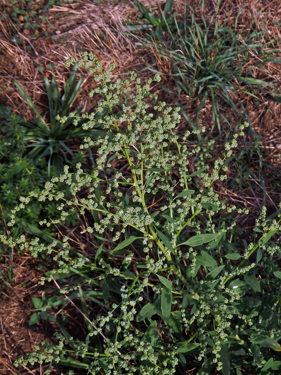 Merlík bílý stopečkatý (Chenopodium album subsp. pedunculare (Bertol.) Arcang