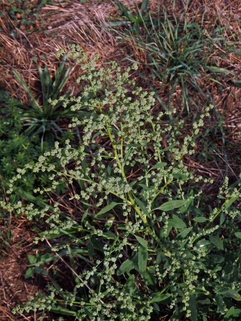 Merlík bílý stopečkatý (Chenopodium album subsp. pedunculare (Bertol.) Arcang