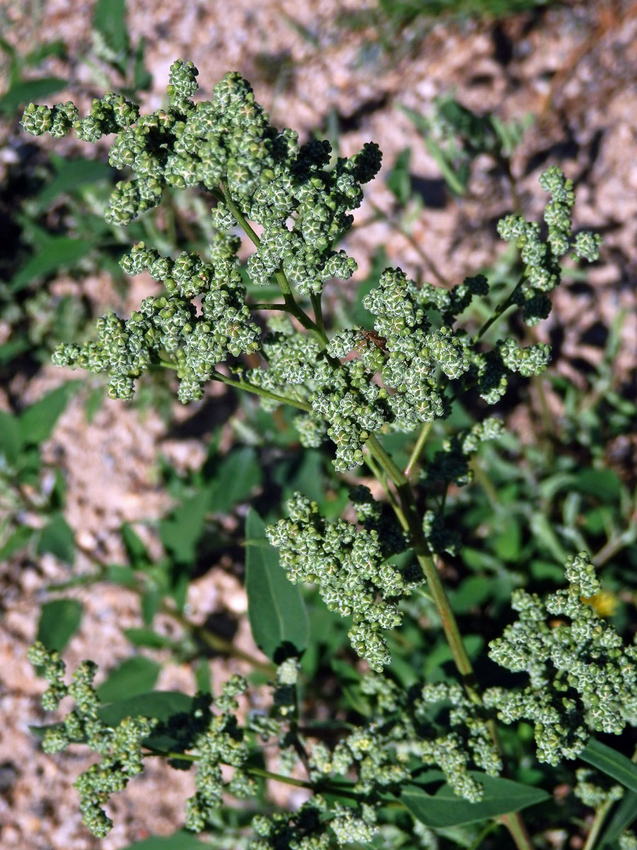 Merlík bílý stopečkatý (Chenopodium album subsp. pedunculare (Bertol.) Arcang