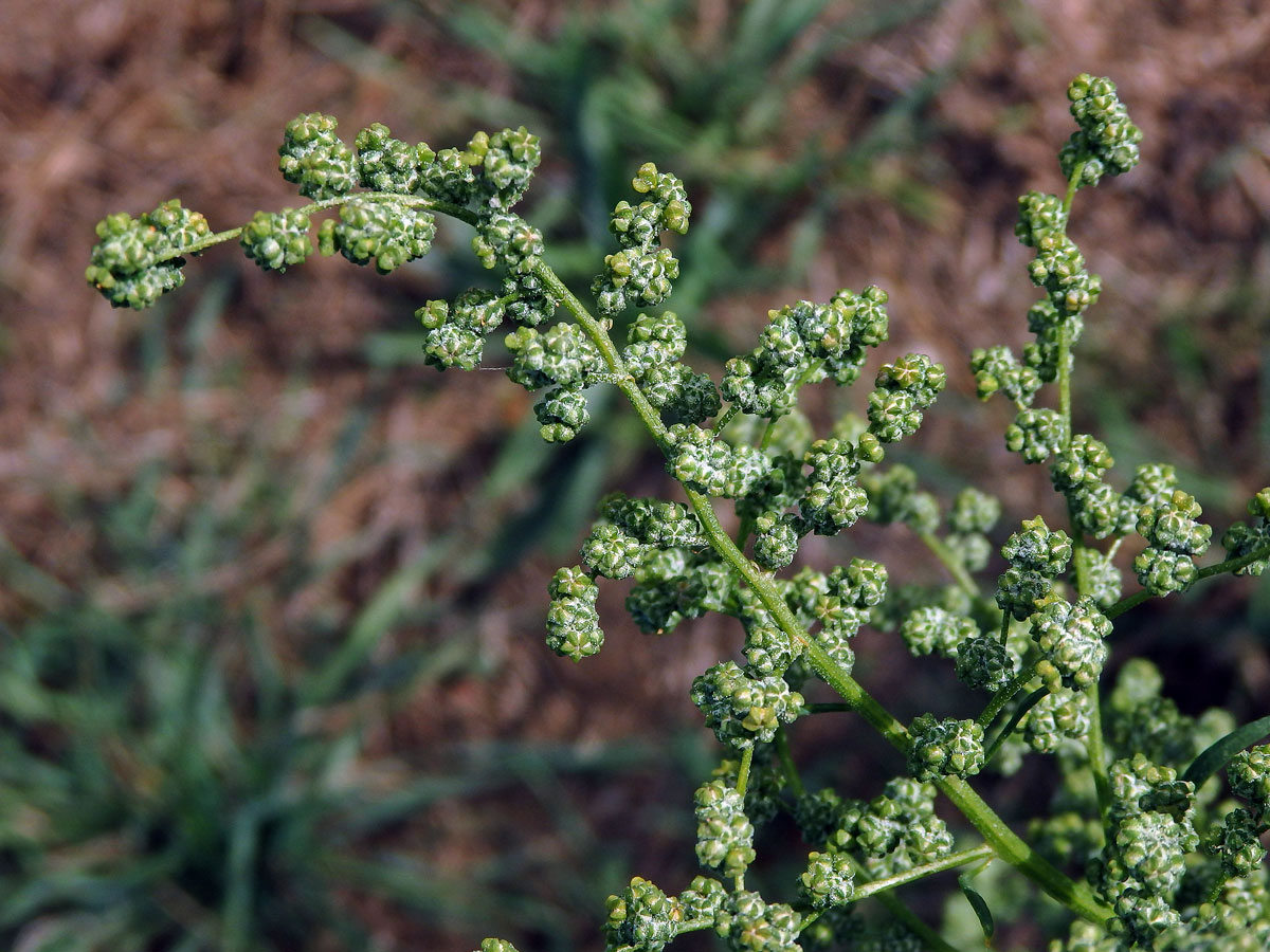 Merlík bílý stopečkatý (Chenopodium album subsp. pedunculare (Bertol.) Arcang