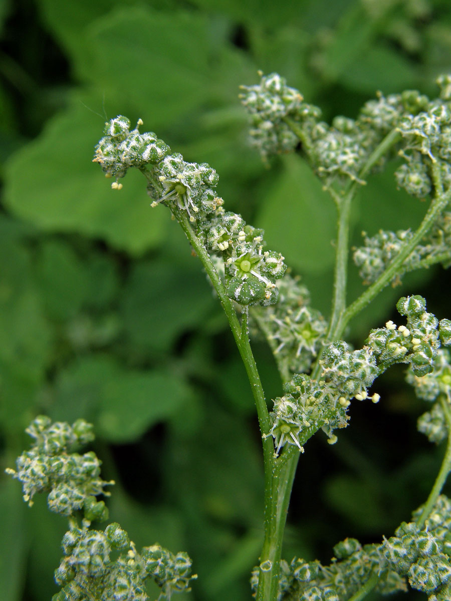 Merlík bílý stopečkatý (Chenopodium album subsp. pedunculare (Bertol.) Arcang